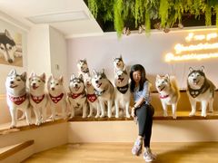 -Husky Go! 哈士奇体验馆·宠物咖啡厅狗咖
