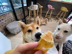 -柴犬高等学院·狗咖·柴犬售卖·宠物训练