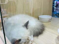 -屋虎猫馆(宝安大仟里店)