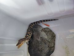 -华声天桥民俗文化园