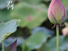 -厦门园林博览苑