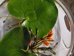 -中环花鸟鱼虫市场