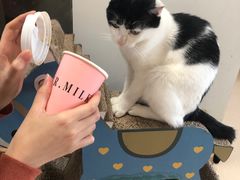 -猫在这儿猫咪咖啡馆·撸猫馆