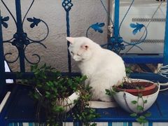 海妖酒吧-Sirena海妖日咖夜酒