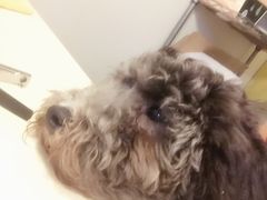 -佳怡动物医院·平价24小时·猫专科骨外科