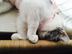 -纳吉亚猫专科动物医院博雅分院