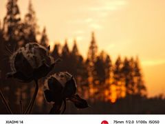 -黄海国家森林公园