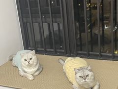 -博特宠物医院24h犬猫全科.骨科·异宠