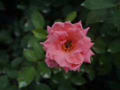 -亚龙湾国际玫瑰谷