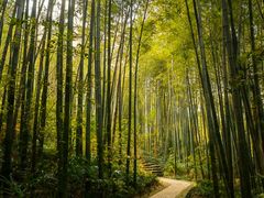 -镇江市南山风景名胜区竹林景区