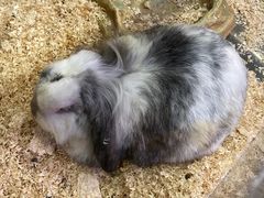 -上海大自然野生昆虫馆(东方明珠·爬宠昆虫探索中心)