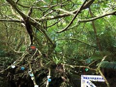 -呀诺达热带雨林