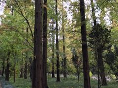 -崇明东平国家森林公园烧烤房车露营地