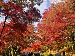 -有栖山 清光院 清水寺