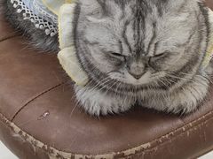 -共舞时光猫咖·狗咖(新街口店)