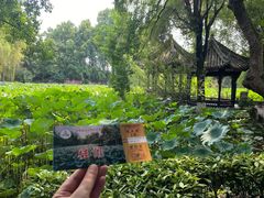 -桂湖森林公园