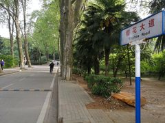 -武汉大学-樱园