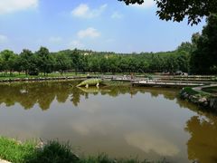 -中国西峡恐龙遗迹园