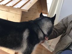 -Husky Go! 哈士奇体验馆·宠物咖啡厅狗咖