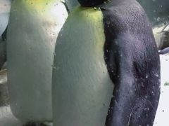 -大连圣亚海洋世界