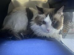 -关爱动物医院·心脏·中兽医·异宠(金牛路分院)