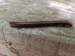 -碓臼峪自然风景区