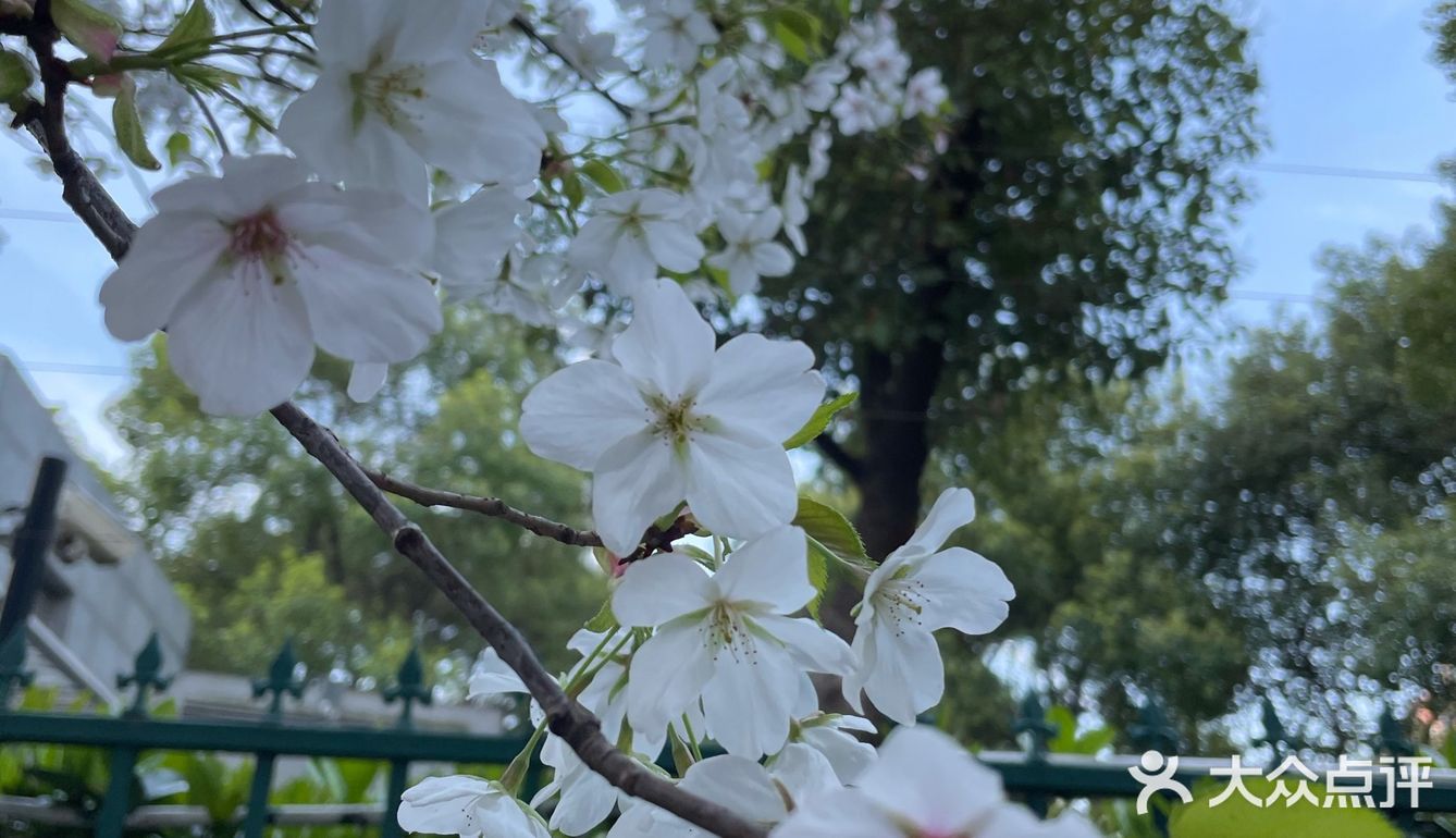 南西商圈的樱花和郁金香🌷让你幸福了吗？