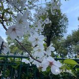 南西商圈的樱花和郁金香🌷让你幸福了吗？