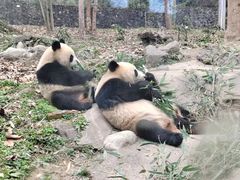 -都江堰中华大熊猫苑