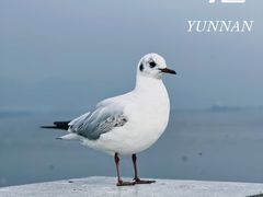 -海埂大坝