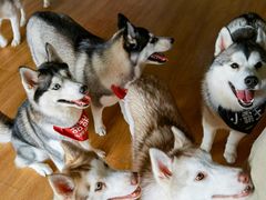 -Husky Go! 哈士奇体验馆·宠物咖啡厅狗咖