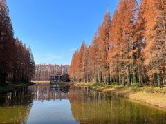 -黄海国家森林公园