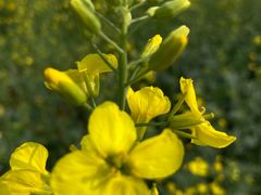 -光明小镇欢乐田园