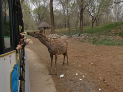 -北京野生动物园