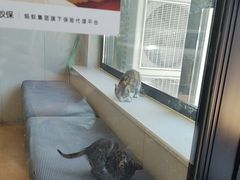 -瑞派宠物医院·犬猫全科·猫友好(宾水西道店)