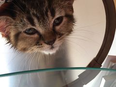 -创凡宠物医院·骨专科  猫科中心(西乡分院)