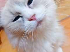 -Meowの猫咖(万家丽店)