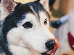 -Husky Go! 哈士奇体验馆·宠物咖啡厅狗咖