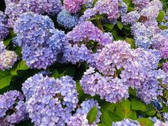 -合肥滨湖国家森林公园