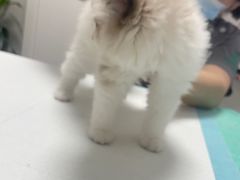 -东莞宠友24H宠物中心医院·转诊夜诊·异宠(新河北路院)