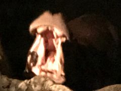 -清迈夜间动物园