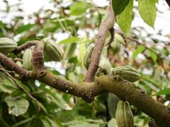 -歌斐颂巧克力小镇