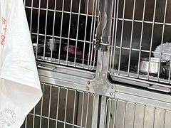 -宠物星动物医院·眼科·异宠·猫科(江南大道总院)