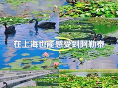 -上海辰山植物园