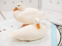 -白夜2D咖啡馆