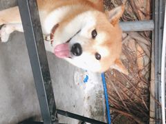 -柴犬高等学院·狗咖·柴犬售卖·宠物训练