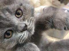 -屋虎猫馆(宝安大仟里店)