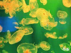 -福州罗源湾海洋世界旅游区