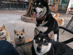 -柴犬高等学院·狗咖·柴犬售卖·宠物训练