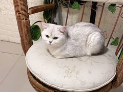 -平行世界·猫咖(首经贸店)